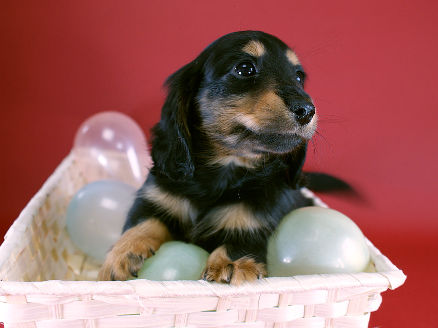 カニヘン　子犬　ブラタン男の子