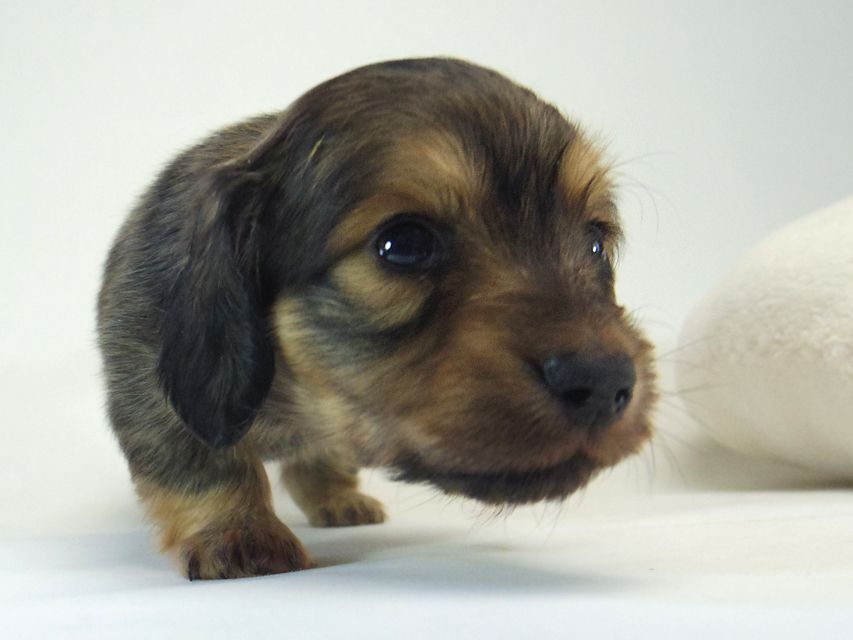 ミニチュアダックス シャーディー & オスカルの赤ちゃん シェーデットクリーム 女の子