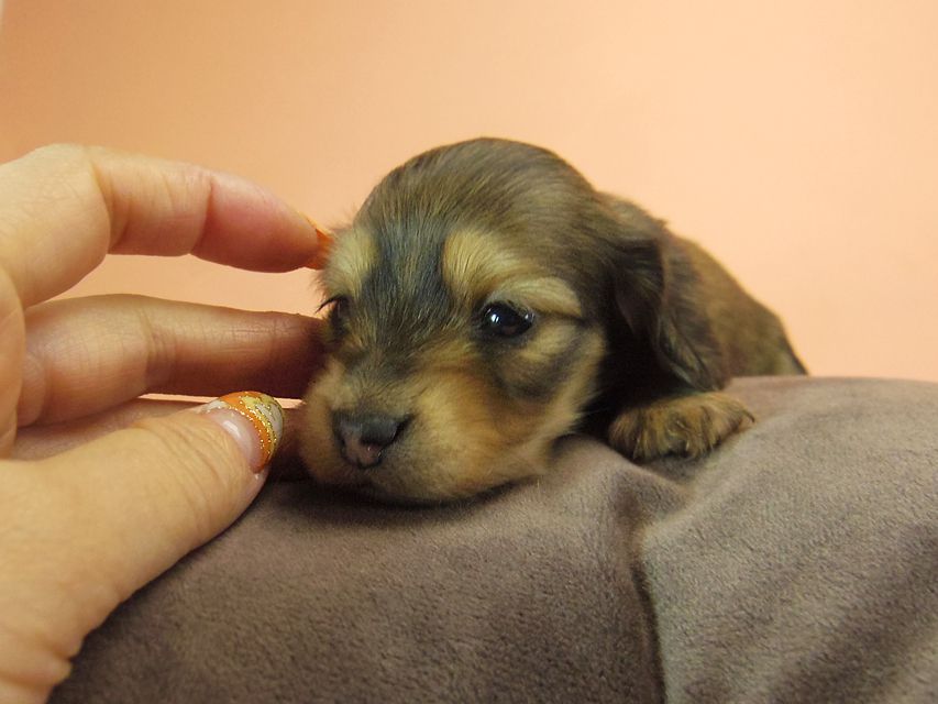 0ダックスフンド カニンヘン SHELLY.mi & オスカルの子犬 シェーデットクリーム 女の子 ②138 ダックスフンド カニンヘン SHELLY.mi & オスカルの子犬 シェーデットクリーム 女の子 ②