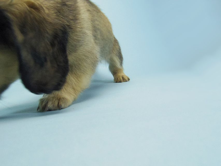 カニンヘン ダックスフンド ベルサスの子犬 シェーデットクリーム 女の子