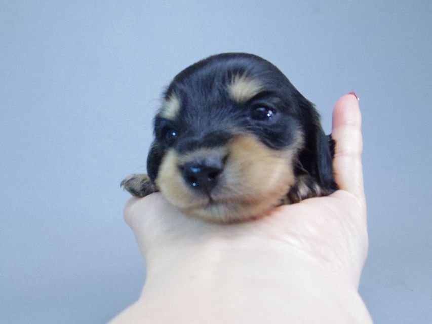 ダックスフンド カニンヘン すもも & オスカルの赤ちゃん ブラッククリーム 女の子139 ダックスフンド カニンヘン すもも & オスカルの赤ちゃん ブラッククリーム 女の子