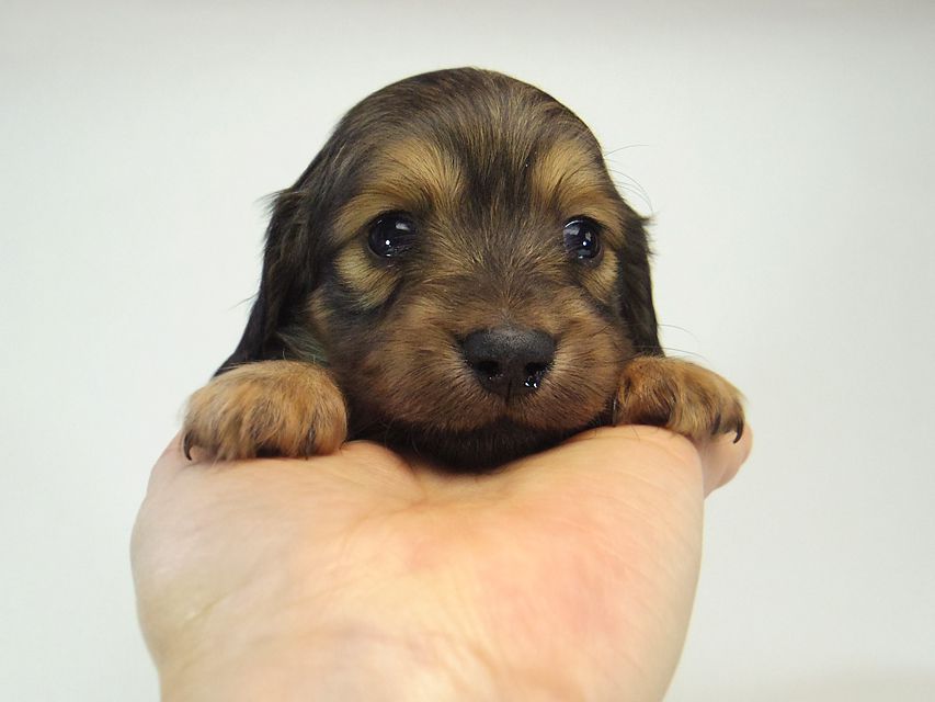 ミニチュアダックス シャーディー & オスカルの赤ちゃん シェーデットクリーム 女の子