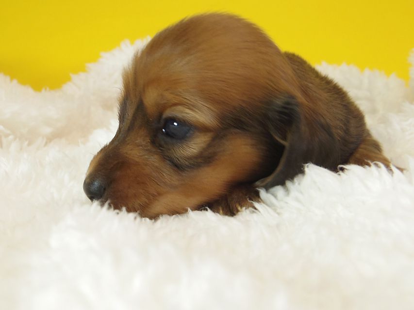 ダックスフンド ふたば & たけるの子犬 シェーデットレッド 女の子③
