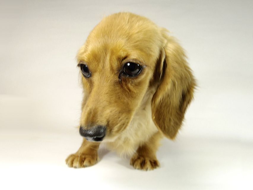 我が家の新星・英国チャンピオン直子　ゴールディロックス