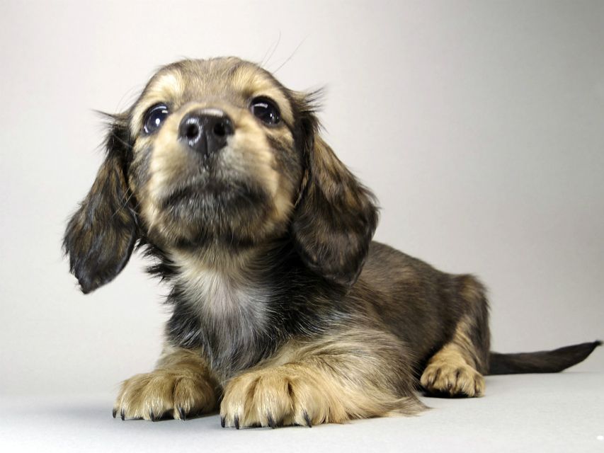 カニンヘン ダックスフンド 子犬 シェーデットクリーム 女の子 カニンヘン ダックスフンド 子犬 シェーデットクリーム 女の子