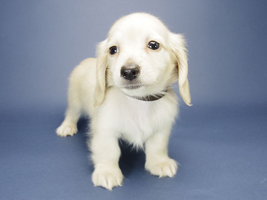 カニンヘン ダックスフンド シェリー.Tiとクッキーの赤ちゃん ピュアクリーム 男の子②