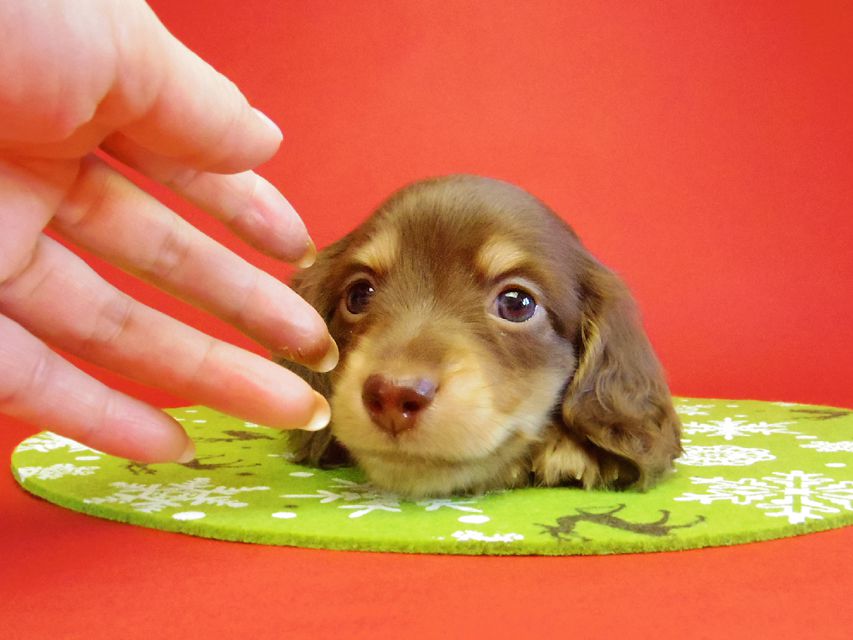 ダックスフンド 黒豆＆アサヒの赤ちゃん カニンヘン チョコクリーム 男の子