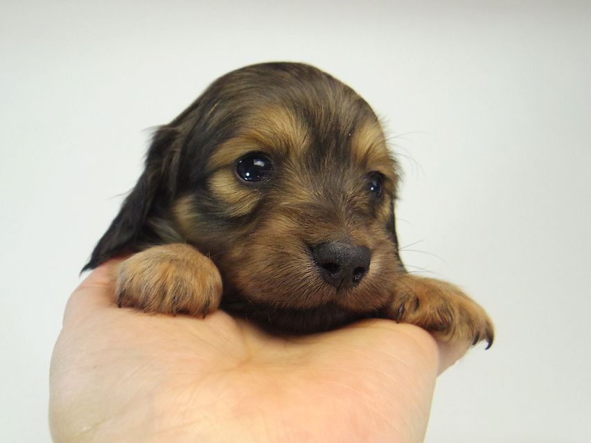 ミニチュアダックス シャーディー & オスカルの赤ちゃん シェーデットクリーム 女の子