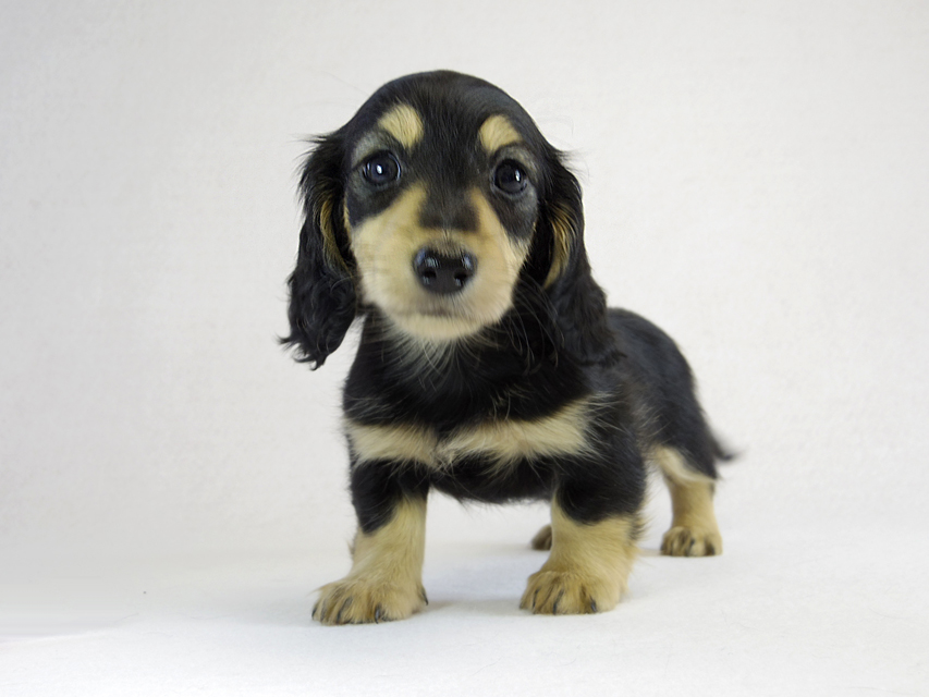 カニヘン　子犬　ブラクリ女の子