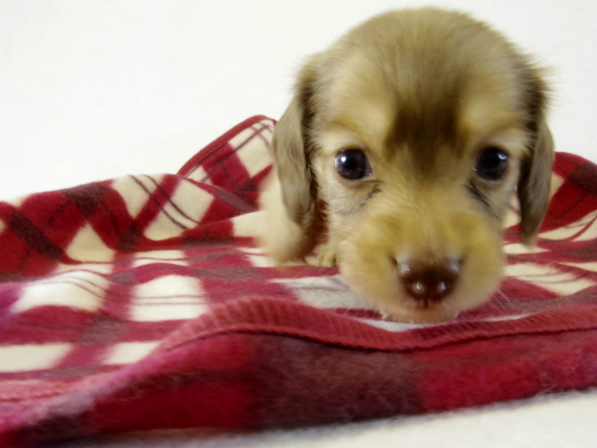 カニヘンダックス 子犬 クリーム 女の子 カニヘンダックス 子犬 クリーム 女の子