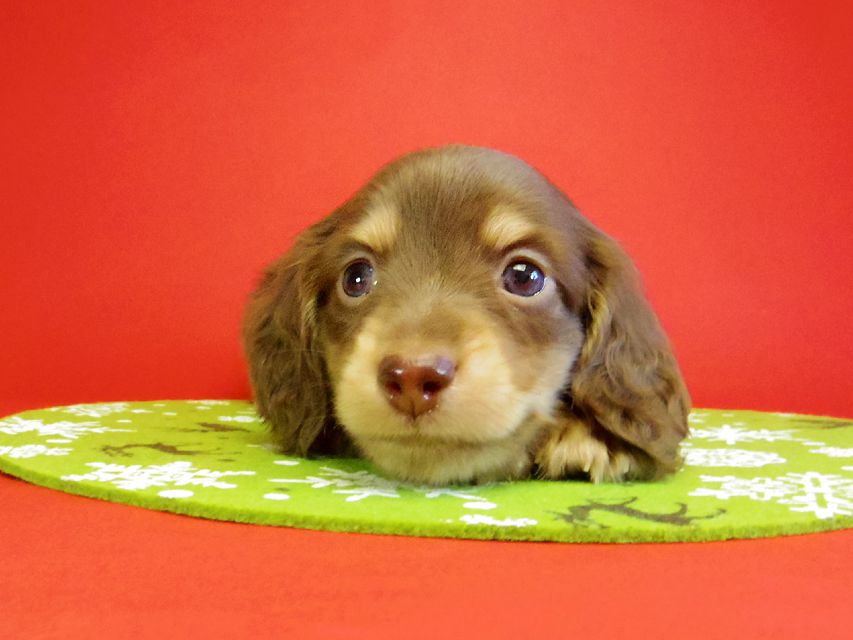 ダックスフンド 黒豆＆アサヒの赤ちゃん カニンヘン チョコクリーム 男の子