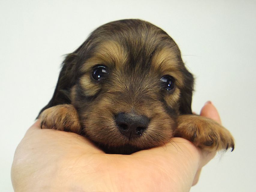 ミニチュアダックス シャーディー & オスカルの赤ちゃん シェーデットクリーム 女の子