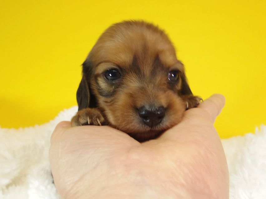 ダックスフンド ふたば & たけるの子犬 シェーデットレッド 女の子③