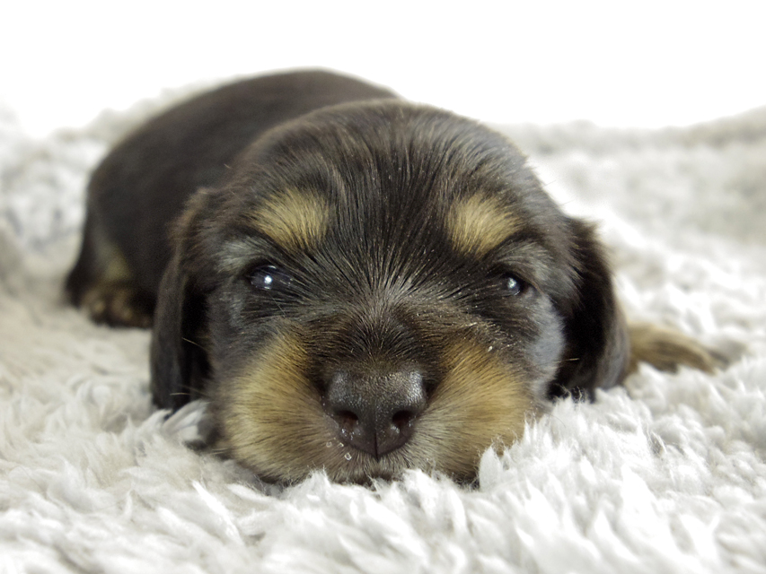 ミニチュアダックス 子犬　ブラクリ女の子
