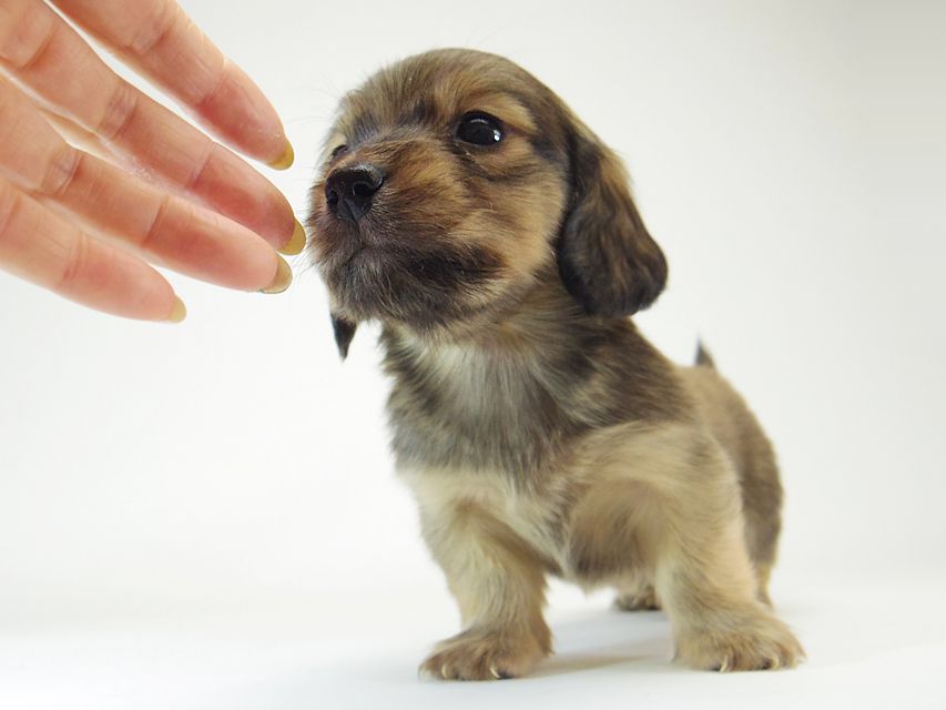 ダックスフンド チェルシー & AQUARIONの子犬 シェーデットクリーム 男の子142 ダックスフンド チェルシー & AQUARIONの子犬 シェーデットクリーム 男の子