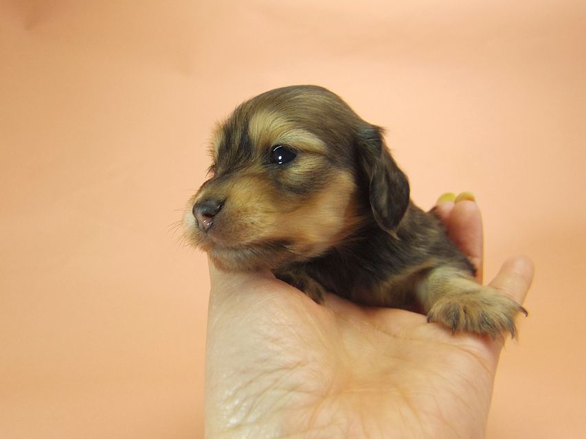 0ダックスフンド カニンヘン SHELLY.mi & オスカルの子犬 シェーデットクリーム 女の子 ②142 ダックスフンド カニンヘン SHELLY.mi & オスカルの子犬 シェーデットクリーム 女の子 ②