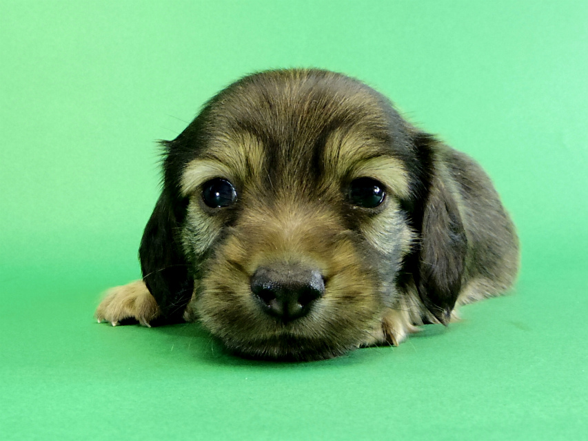 カニヘンダックス　子犬　シェーデットクリーム男の子