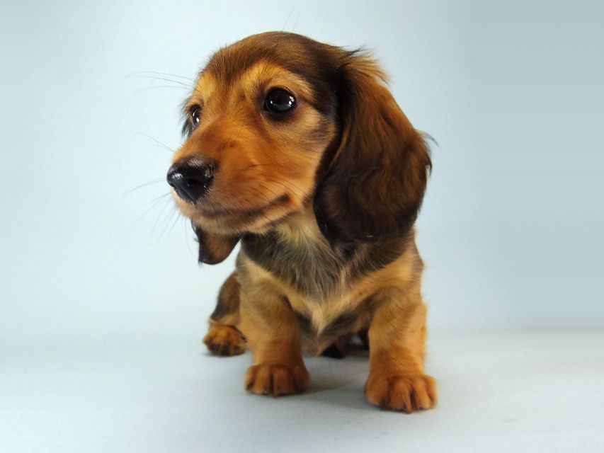 カニンヘン ダックスフンド ティアラ & たけるの赤ちゃん シェーデットレッド 女の子