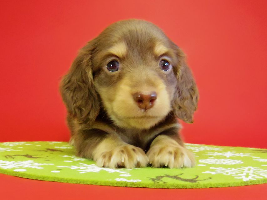 ダックスフンド 黒豆＆アサヒの赤ちゃん カニンヘン チョコクリーム 男の子