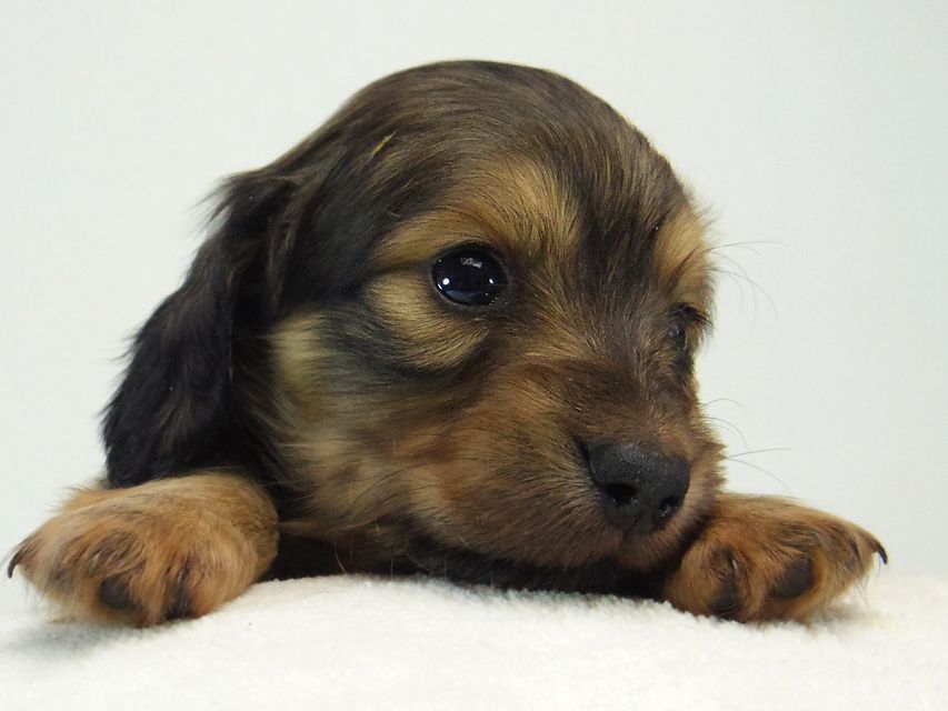 ミニチュアダックス シャーディー & オスカルの赤ちゃん シェーデットクリーム 女の子