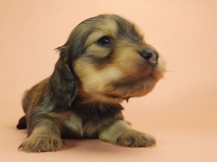 0ダックスフンド カニンヘン SHELLY.mi & オスカルの子犬 シェーデットクリーム 女の子 ②143 ダックスフンド カニンヘン SHELLY.mi & オスカルの子犬 シェーデットクリーム 女の子 ②