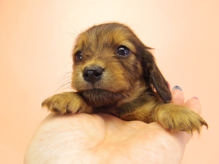 ダックスフンド カニンヘン キュリ & ミントの子犬 シェーデットレッド 女の子①