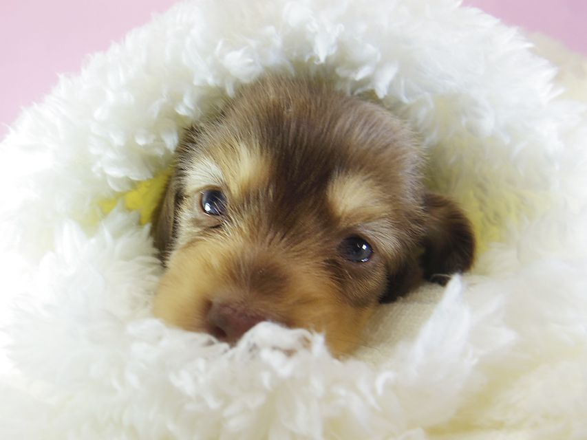 ダックスフンド アリス.mi & アサヒ チョコクリーム 女の子 お写真初登場