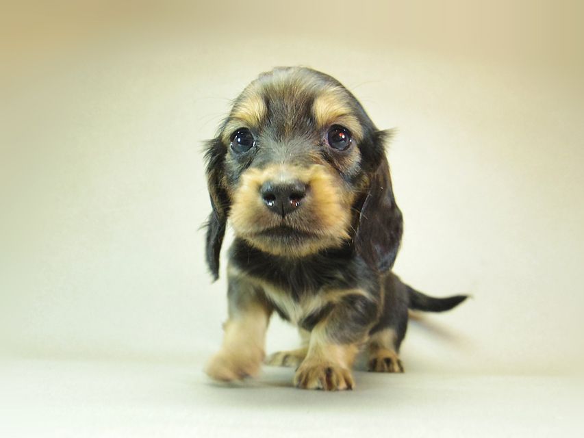 ダックスフンド ゆず & ジムダンディの子犬 シェーデットクリーム 男の子①143 ダックスフンド ゆず & ジムダンディの子犬 シェーデットクリーム 男の子①