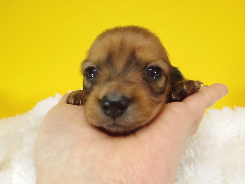 ダックスフンド ふたば & たけるの子犬 シェーデットレッド 女の子③