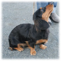 カニンヘン アプリ カニンヘン アプリ