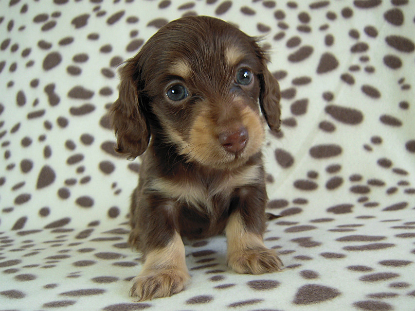 カニヘン　子犬　チョコクリ女の子　愛知県・Ｏ様