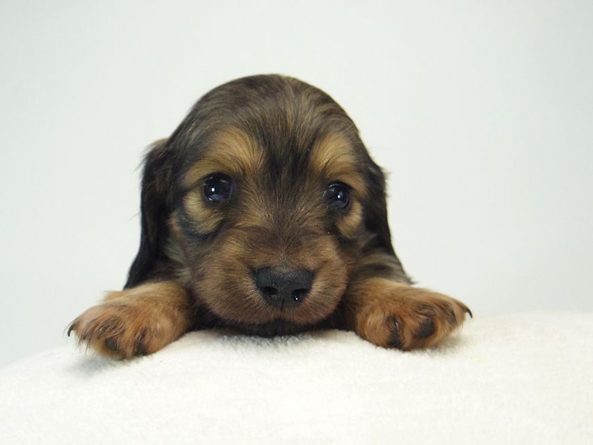 ミニチュアダックス シャーディー & オスカルの赤ちゃん シェーデットクリーム 女の子