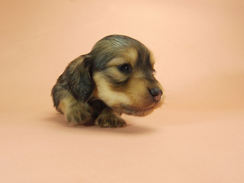 0ダックスフンド カニンヘン SHELLY.mi & オスカルの子犬 シェーデットクリーム 女の子 ②144 ダックスフンド カニンヘン SHELLY.mi & オスカルの子犬 シェーデットクリーム 女の子 ②