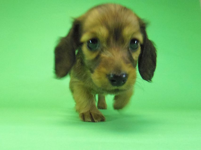 ダックスフンド アンジュ & ジムダンディーの子犬 レッド 男の子