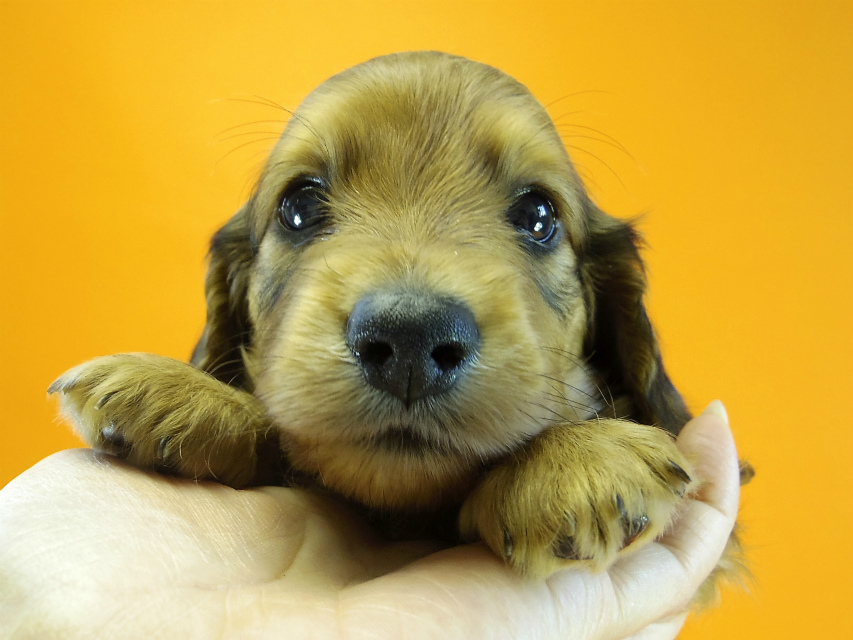 カニヘン　子犬　シェーデットレット　男の子