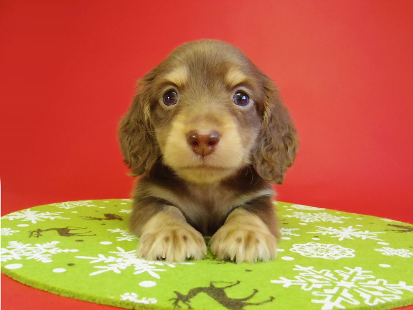 ダックスフンド 黒豆＆アサヒの赤ちゃん カニンヘン チョコクリーム 男の子