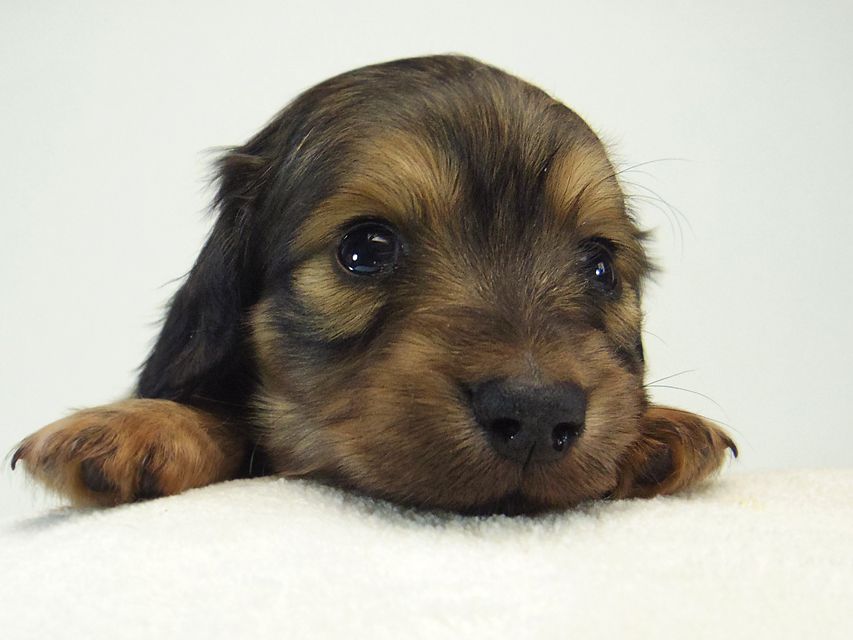 ミニチュアダックス シャーディー & オスカルの赤ちゃん シェーデットクリーム 女の子