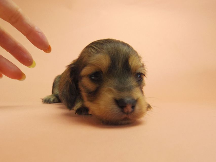 0ダックスフンド カニンヘン SHELLY.mi & オスカルの子犬 シェーデットクリーム 女の子 ②145 ダックスフンド カニンヘン SHELLY.mi & オスカルの子犬 シェーデットクリーム 女の子 ②