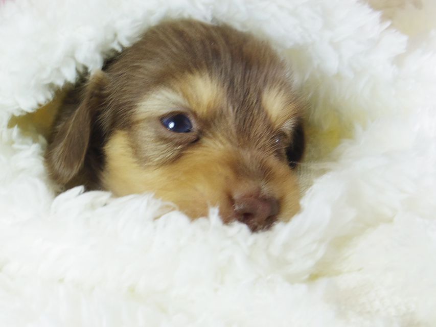 ダックスフンド アリス.mi & アサヒ チョコクリーム 女の子 お写真初登場