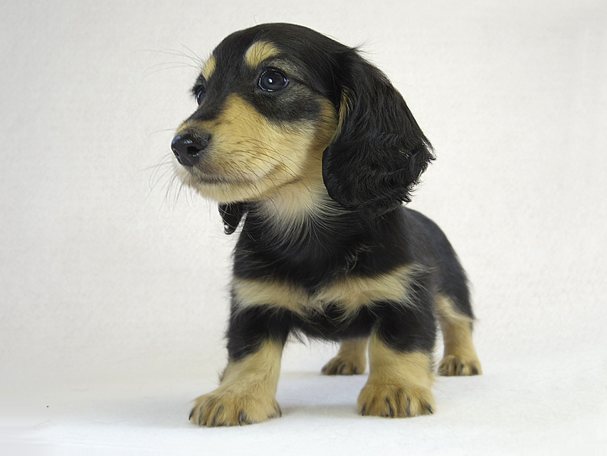 カニヘン　子犬　ブラクリ女の子