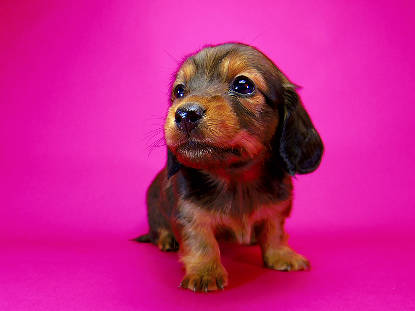 ミニチュアダックス リールー & ジムダンディの子犬 シェーデットレッド 女の子145 ミニチュアダックス リールー & ジムダンディの子犬 シェーデットレッド 女の子