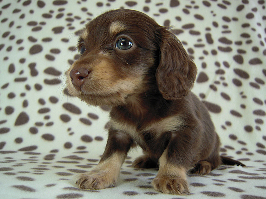 カニヘン　子犬　チョコクリ女の子　愛知県・Ｏ様