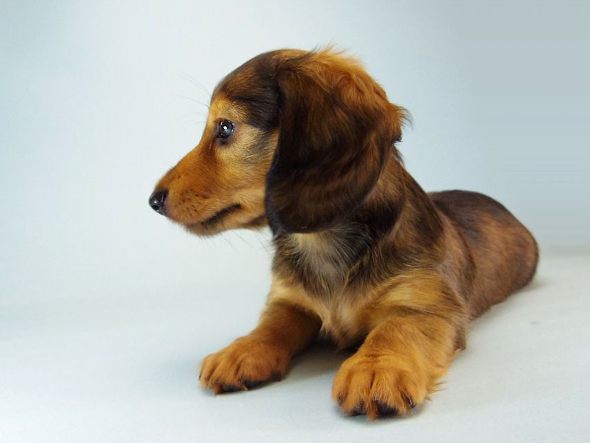 カニンヘン ダックスフンド ティアラ & たけるの赤ちゃん シェーデットレッド 女の子