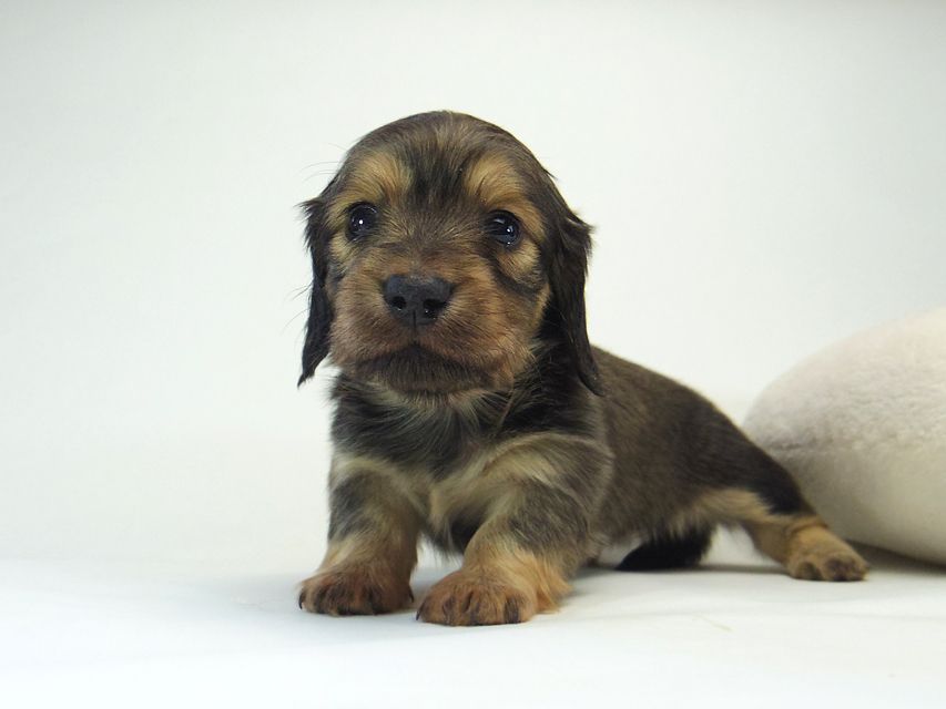 ミニチュアダックス シャーディー & オスカルの赤ちゃん シェーデットクリーム 女の子