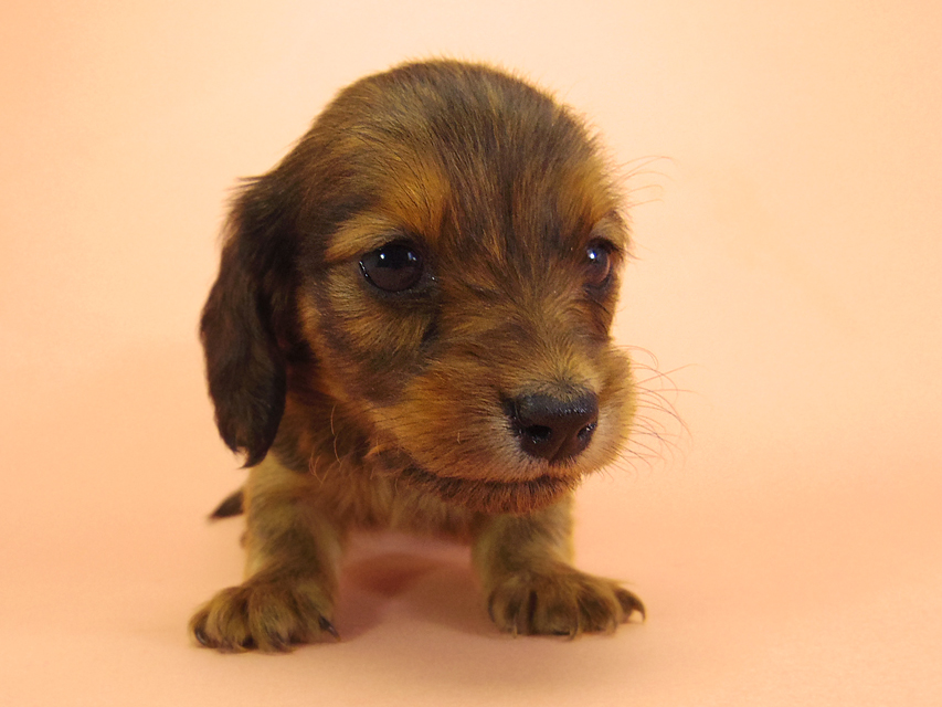 ダックスフンド カニンヘン キュリ & ミントの子犬 シェーデットレッド 女の子①