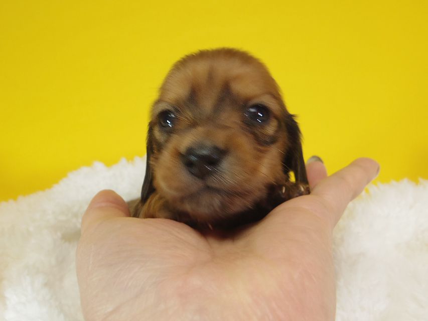 ダックスフンド ふたば & たけるの子犬 シェーデットレッド 女の子③
