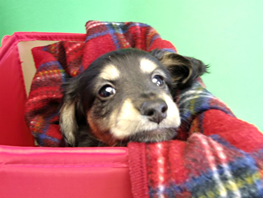 カニヘンダックス 仔犬 ブラック&クリーム男の子 カニヘンダックス 仔犬 ブラック&クリーム男の子