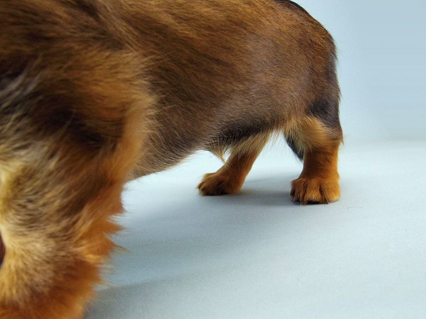 カニンヘン ダックスフンド ティアラ & たけるの赤ちゃん シェーデットレッド 女の子