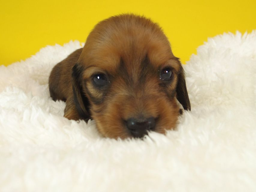 ダックスフンド ふたば & たけるの子犬 シェーデットレッド 女の子③