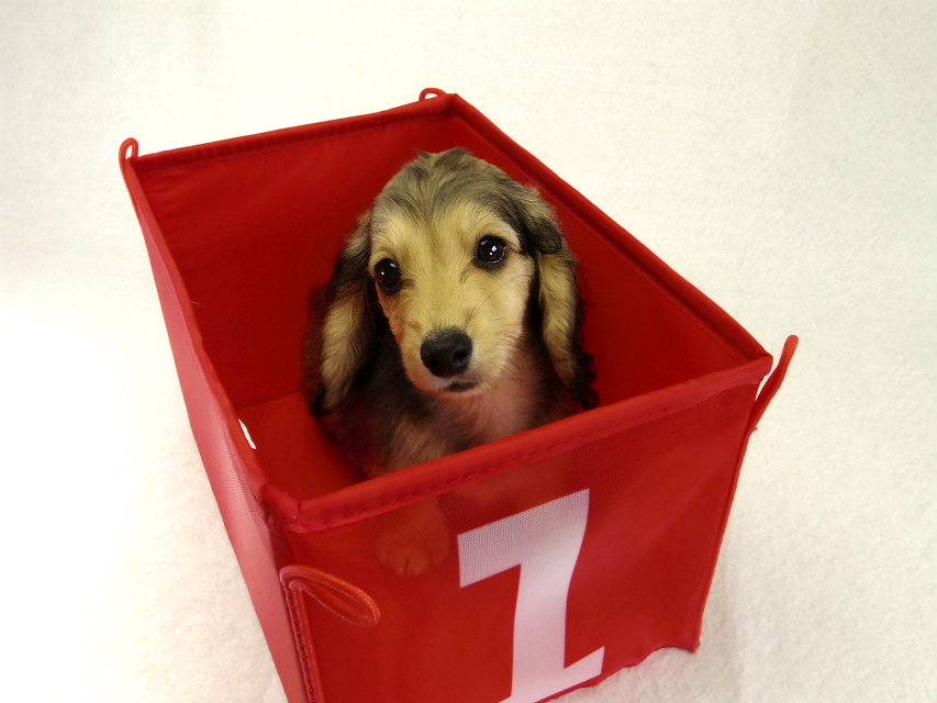 カニヘンダックス 子犬 シェーデットクリーム女の子 カニヘンダックス 子犬 シェーデットクリーム女の子